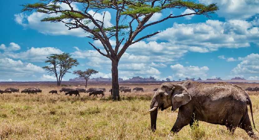 4D Mara, Amboseli & Naivasha Train