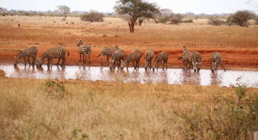 3D Amboseli, Tsavo West & Ngutuni