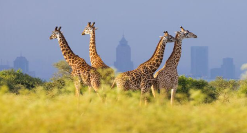 4D Nairobi City + Amboseli + Tsavo