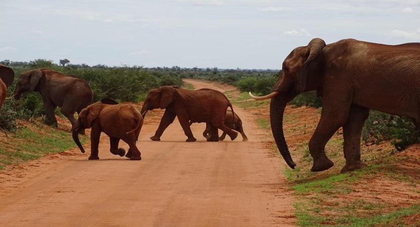 2D Tsavo East & Salt lick